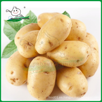 Mercado de patatas frescas / Patata fresca / Patata de Holanda